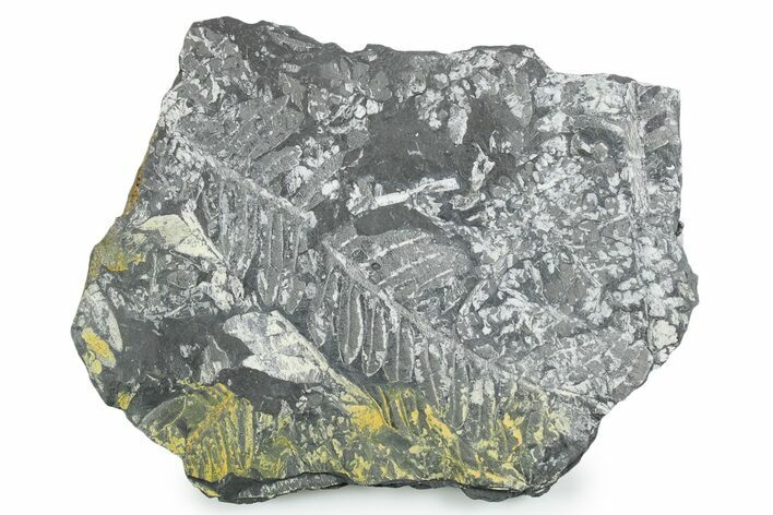 Fossil Seed Fern (Alethopteris) Plate - Pennsylvania #347693